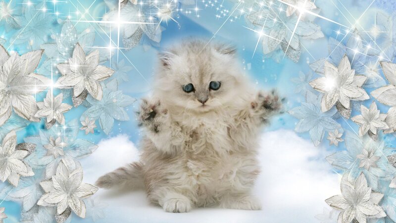 Fluffy Kitten in Snow — White