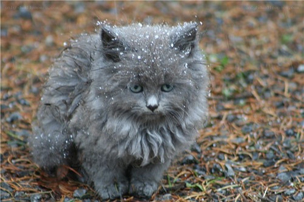fluffy kitten in snow