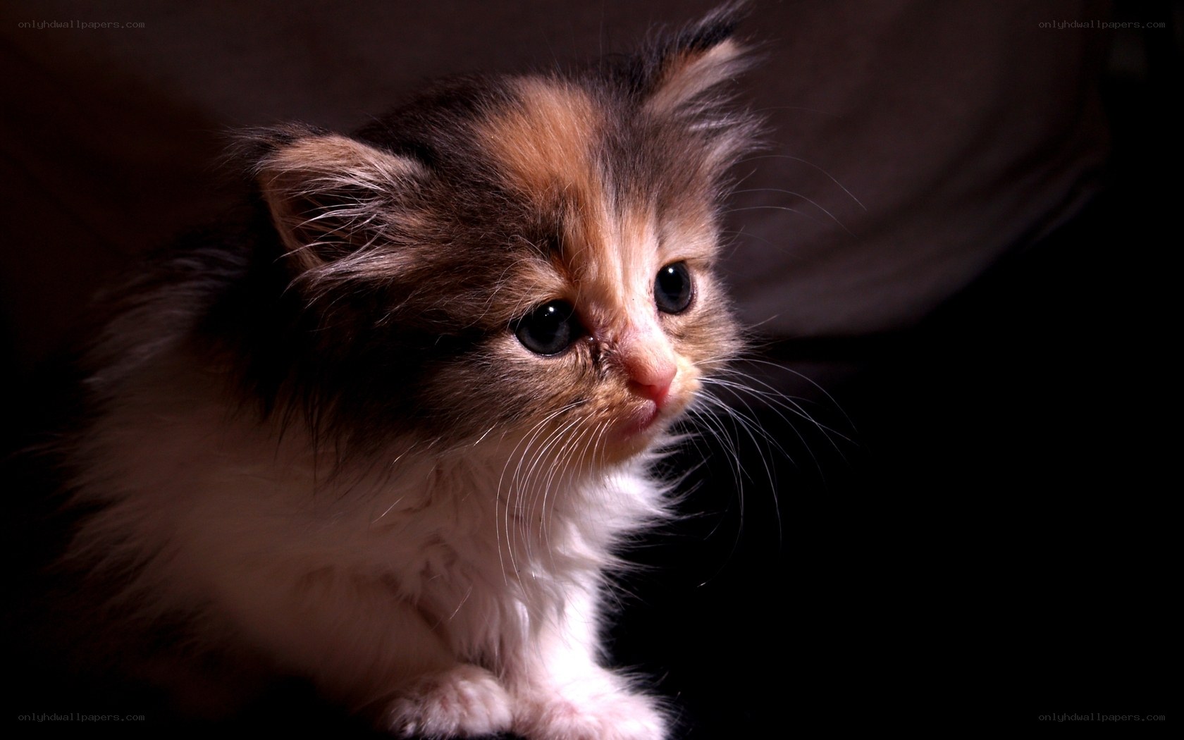 fluffy kitten in spotlight
