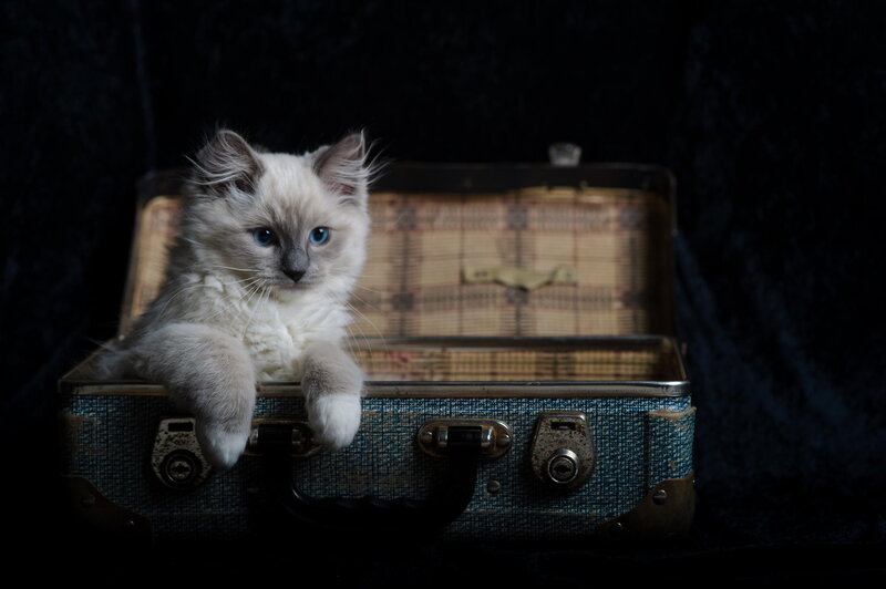 Fluffy Kitten in Suitcase — Blue