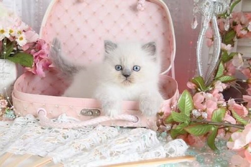 Fluffy Kitten in Suitcase — Pink
