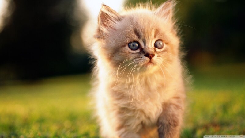 fluffy kitten in sunlight