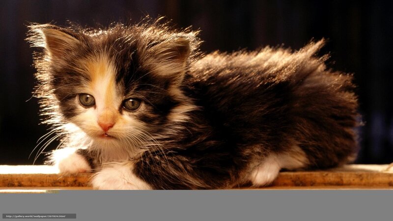 fluffy kitten in sunlight