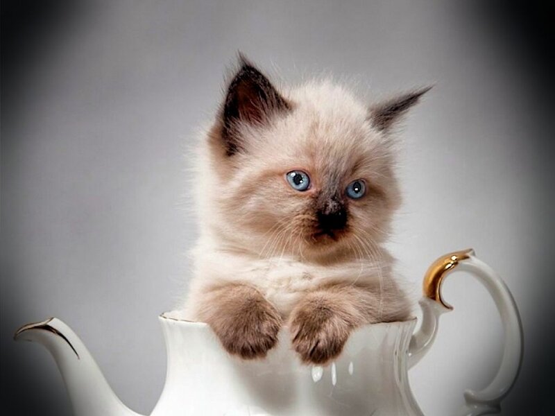 Fluffy Kitten in Teapot