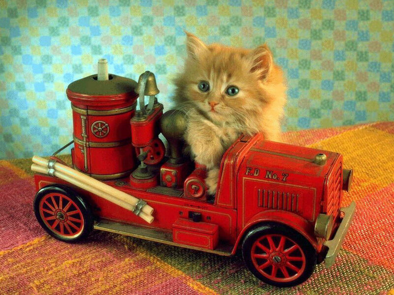Fluffy Kitten in Toy Fire Truck — Red