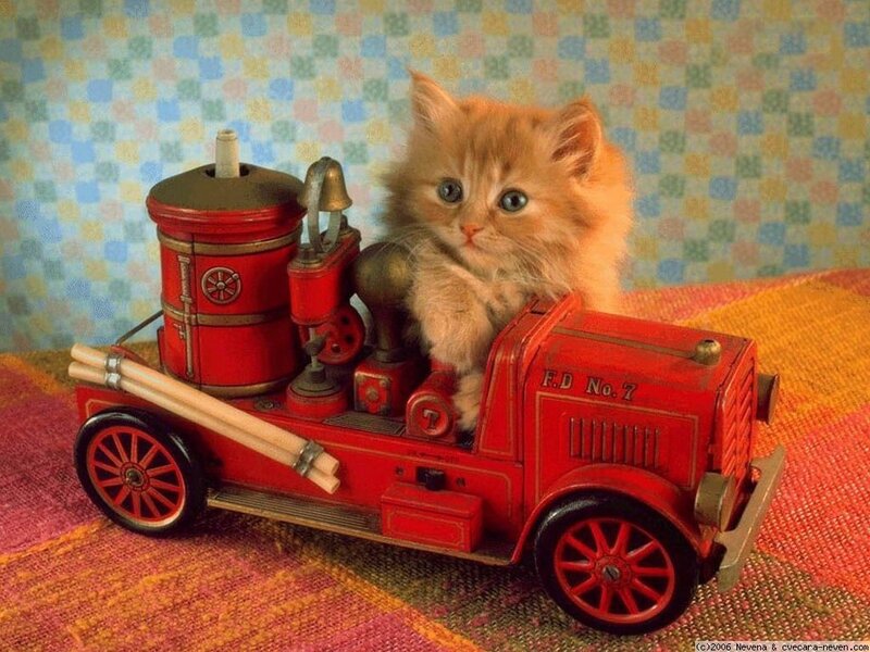 Fluffy Kitten in Toy Fire Truck