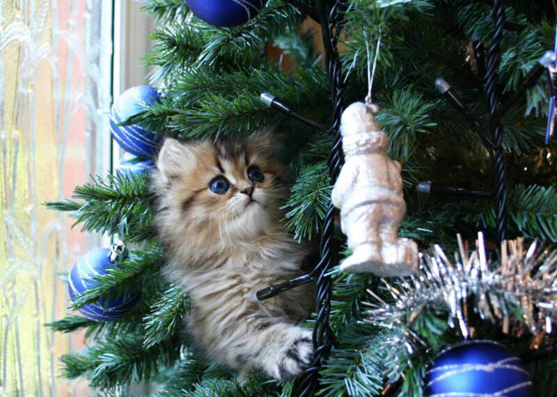 Fluffy Kitten in Tree — Green, Festive