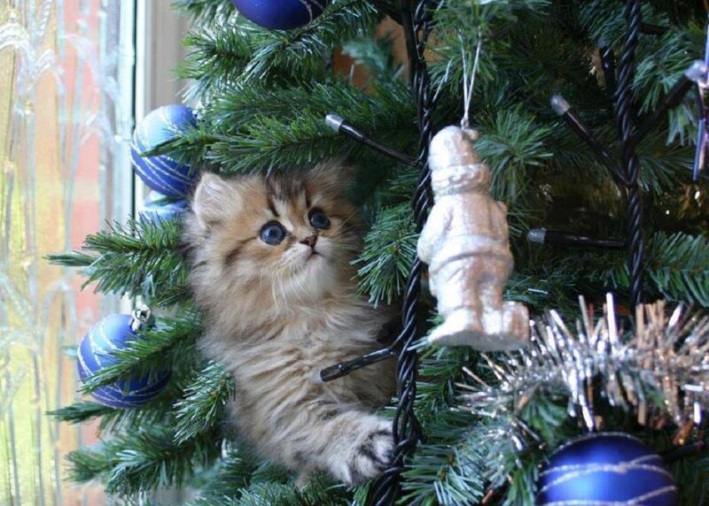 Fluffy Kitten in Tree — Green