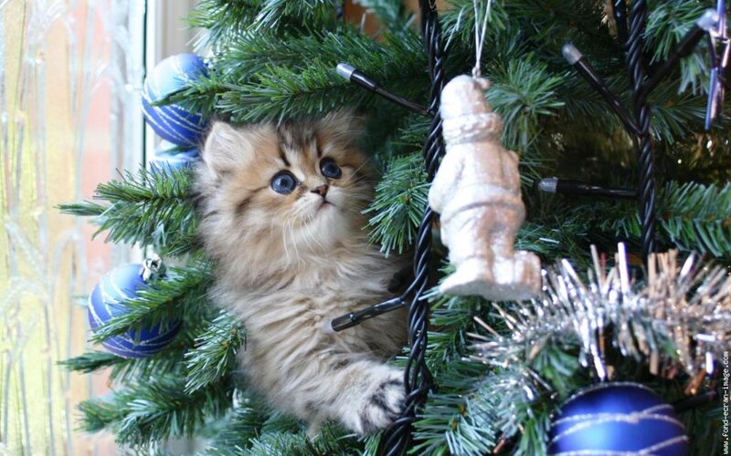 Fluffy Kitten in Tree