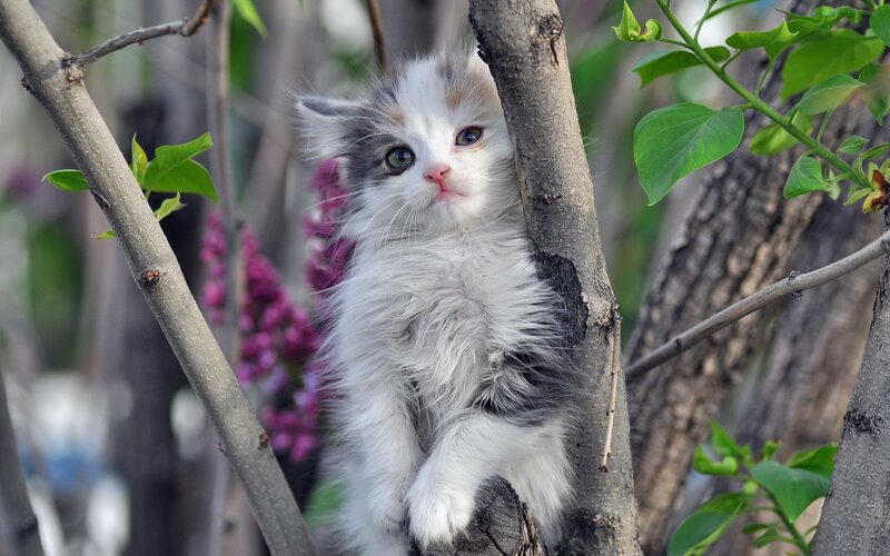 Fluffy Kitten in Tree — White, Calm