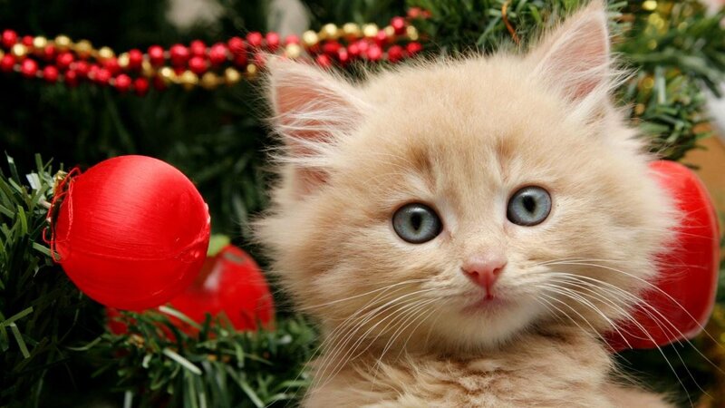 Fluffy Kitten in Tree — White, Festive