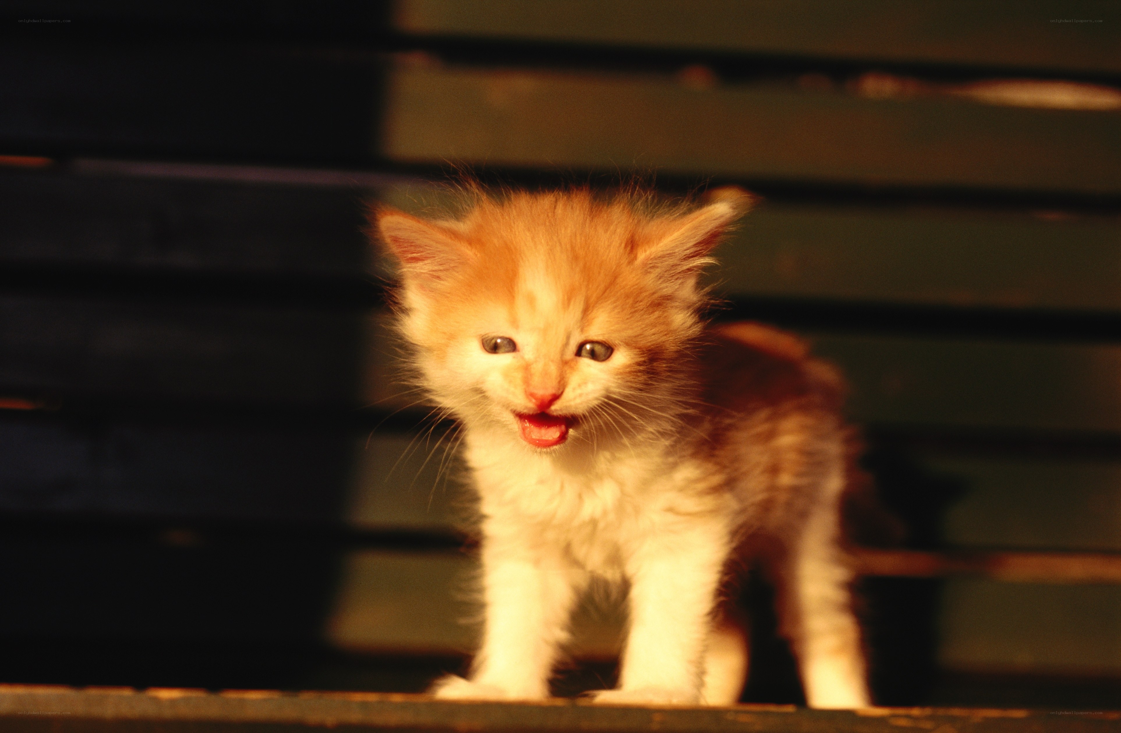 fluffy kitten in warm light
