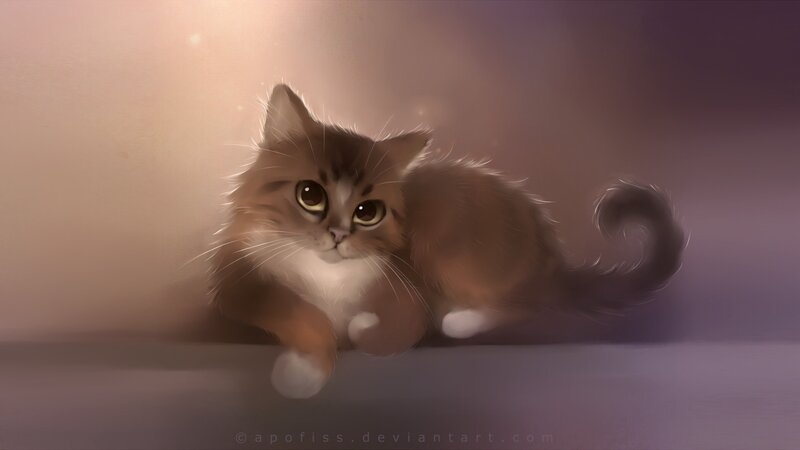 fluffy kitten in warm light