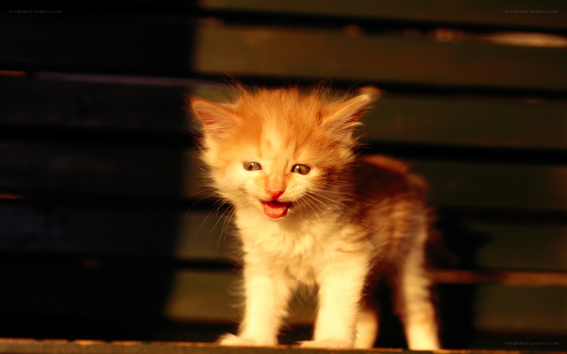 fluffy kitten in warm light