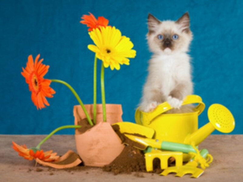 Fluffy Kitten in Watering Can