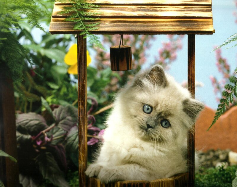 Fluffy Kitten in Well