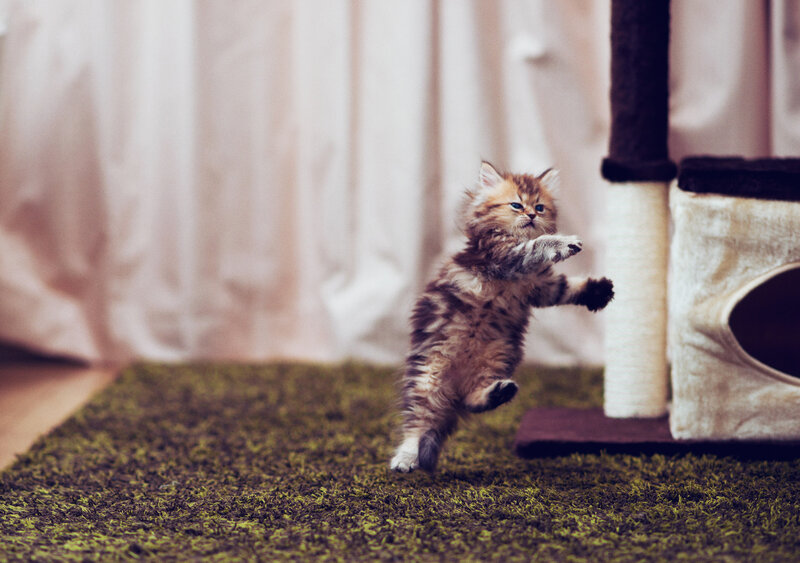 Fluffy Kitten Jumping — Brown, Playful, Photograph, Carpet