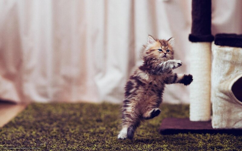 Fluffy Kitten Jumping — Brown, Playful, Photograph, Cat Tree, Rug