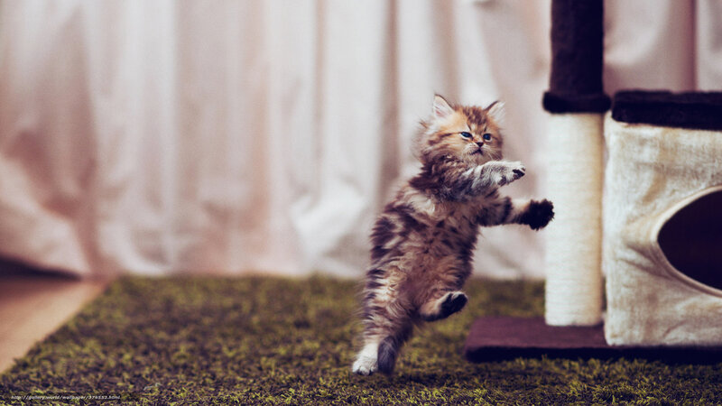 Fluffy Kitten Jumping — Brown, Playful, Photograph, Cat Tree