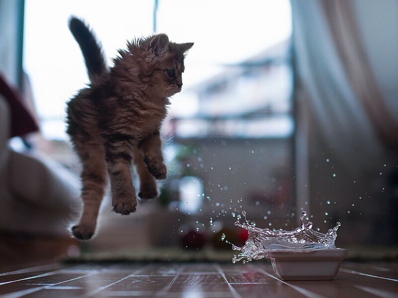 Fluffy Kitten Jumping — Brown, Playful, Photograph, Water