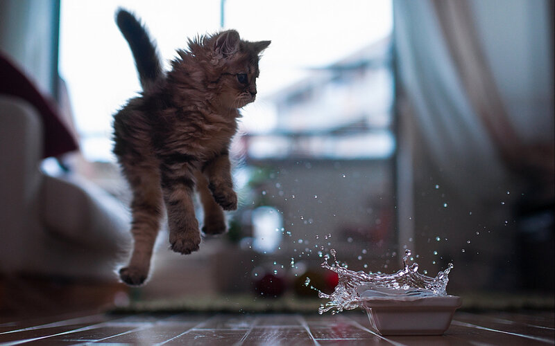 Fluffy Kitten Jumping — Brown, Playful