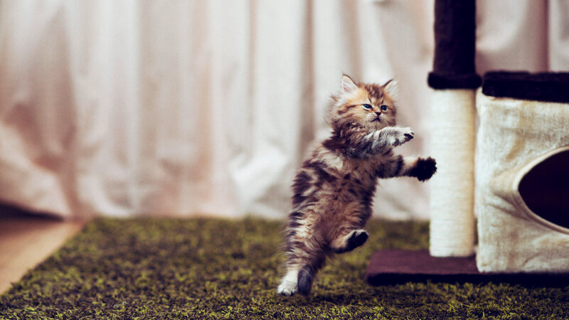 Fluffy Kitten Jumping — Brown