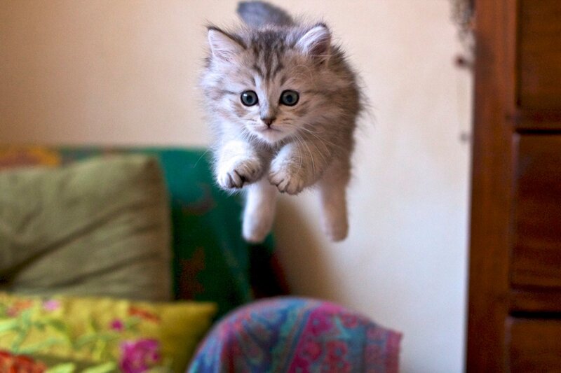 Fluffy Kitten Jumping — Gray