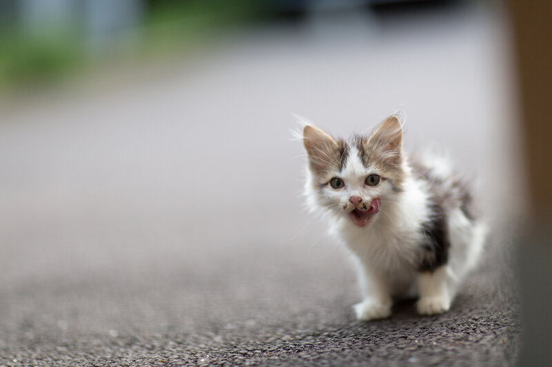 Fluffy Kitten Licking Nose