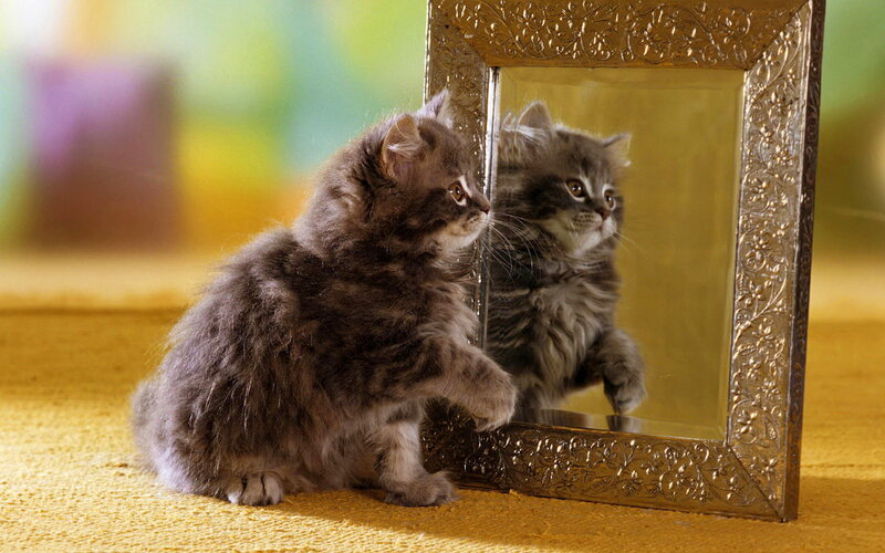 Fluffy Kitten Looking in Mirror
