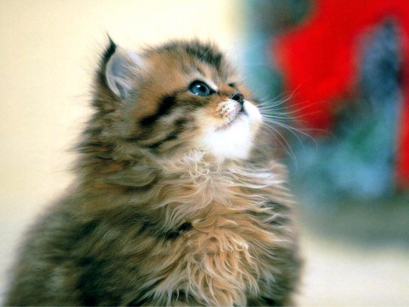 fluffy kitten looking up