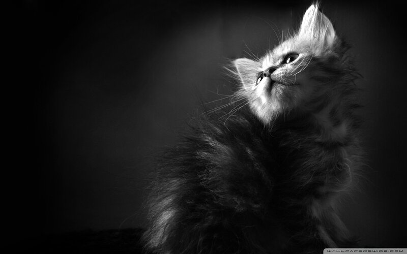 Fluffy Kitten Looking Up — Black, Dramatic, Photograph