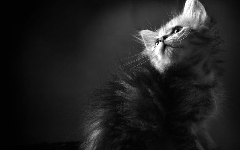 Fluffy Kitten Looking Up — Black, Dramatic, Photograph, Whiskers, Eyes