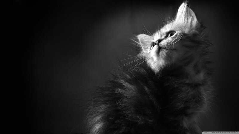 Fluffy Kitten Looking Up — Black, Dramatic, Photograph, Whiskers