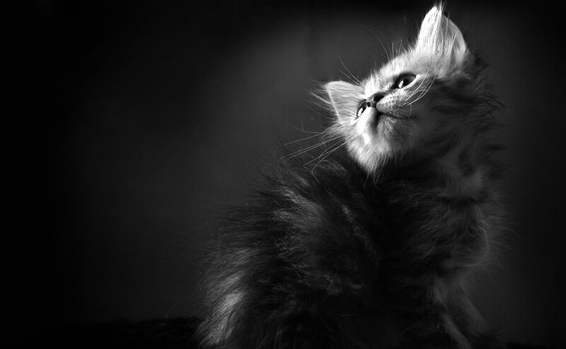 Fluffy Kitten Looking Up — Black, Dramatic