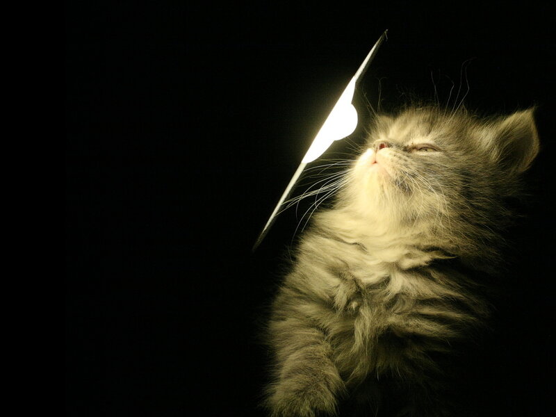 Fluffy Kitten Looking Up — Black