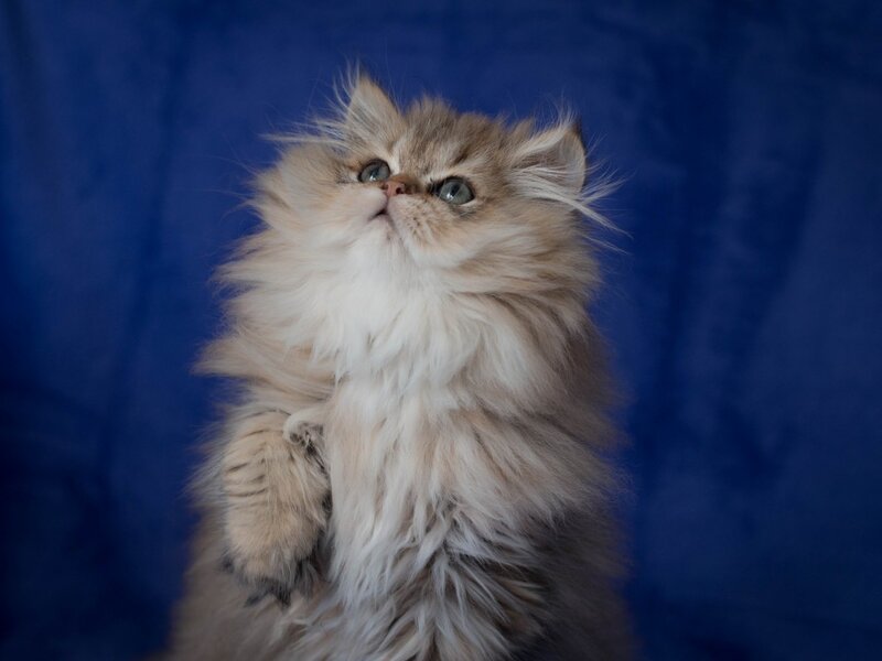 Fluffy Kitten Looking Up — Blue, Curious, Photograph, Blue Background