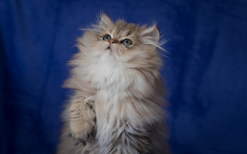 Fluffy Kitten Looking Up — Blue, Curious, Photograph