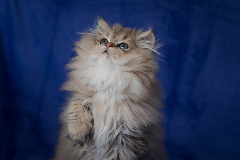 Fluffy Kitten Looking Up — Blue, Curious