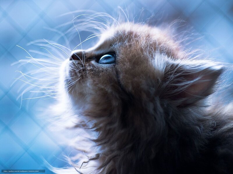 Fluffy Kitten Looking Up — Blue, Serene, Photograph