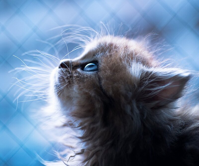 Fluffy Kitten Looking Up — Blue, Serene