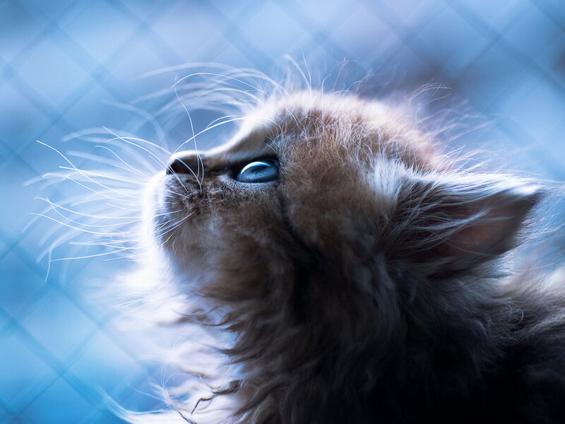 Fluffy Kitten Looking Up — Blue