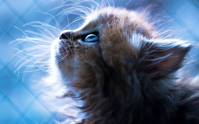 Fluffy Kitten Looking Up — Brown, Dramatic