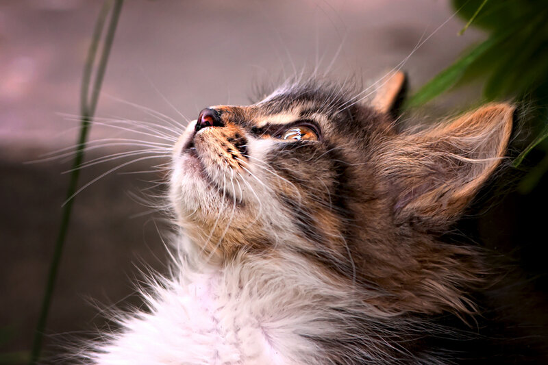 Fluffy Kitten Looking Up — Brown