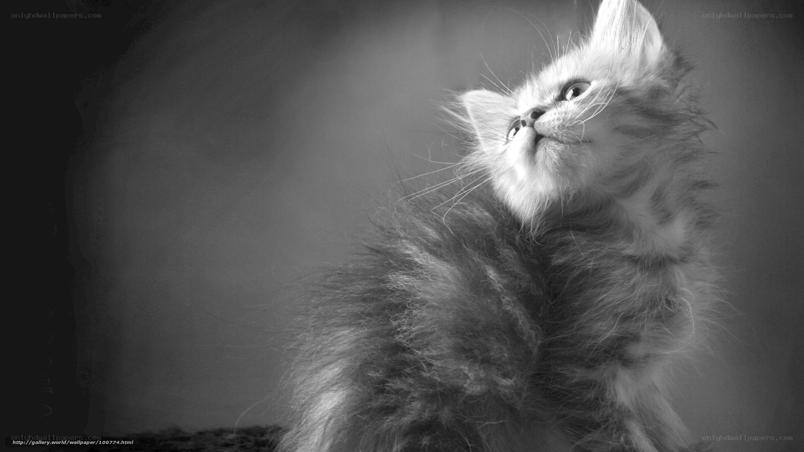 fluffy kitten looking up