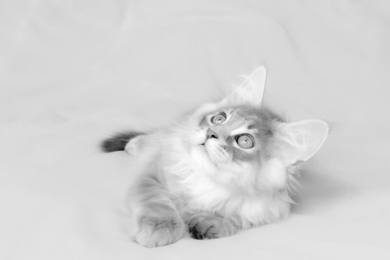 Fluffy Kitten Lying — Black, Calm