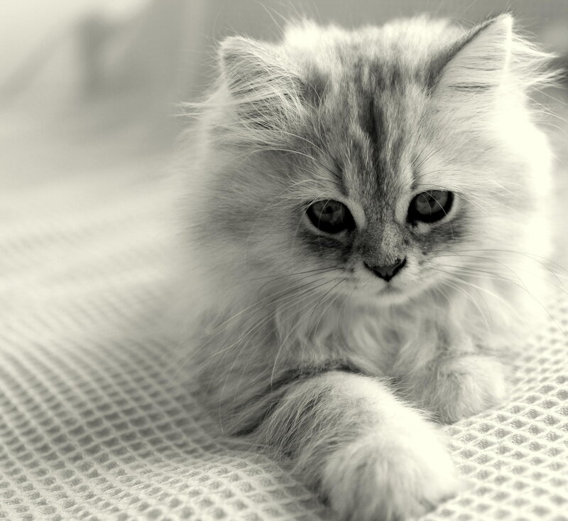 Fluffy Kitten Lying — Black