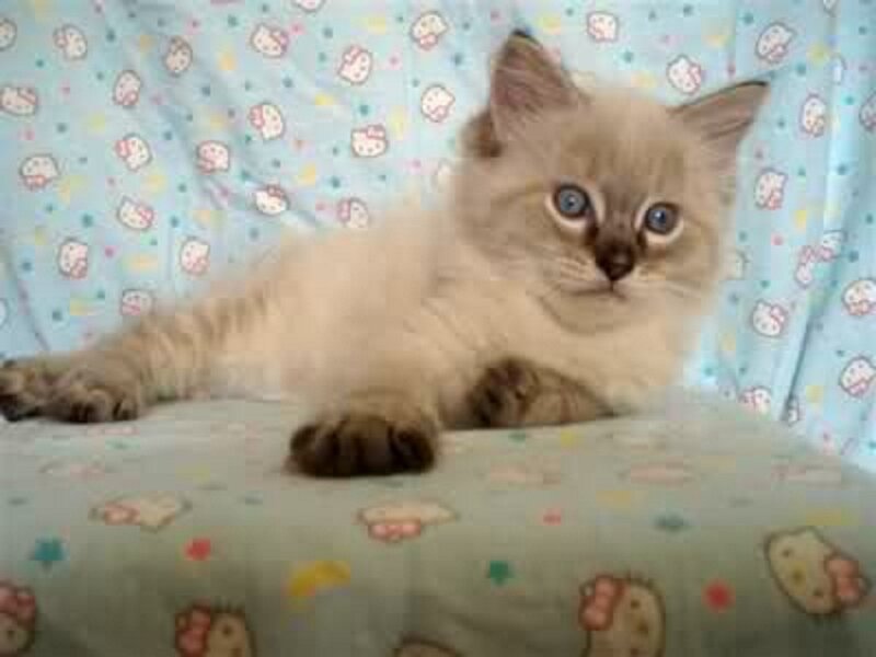 Fluffy Kitten Lying — Blue