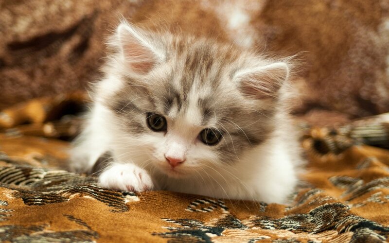 Fluffy Kitten Lying — Brown