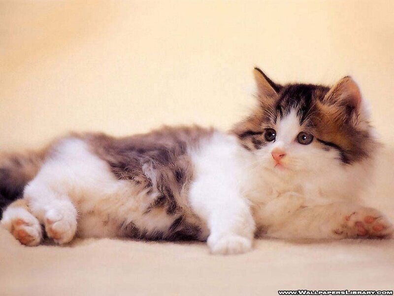 fluffy kitten lying down
