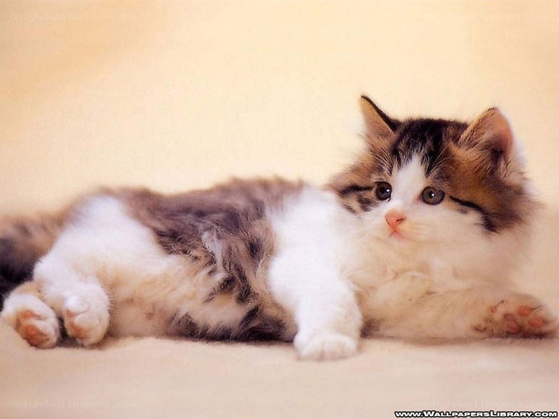 fluffy kitten lying down